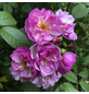 KORDES ROSEN Kletterrose, Rosa »‘Lavender‘ Siluetta®«, Blütenfarbe: flieder-Thumbnail