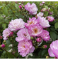 KORDES ROSEN Kletterrose, Rosa »‘Lavender‘ Siluetta®«, Blütenfarbe: flieder-Thumbnail