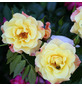 KORDES ROSEN Kletterrose Rosa »Moonlight®«-Thumbnail