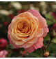 KORDES ROSEN Kletterrose, Rosa »Peach Melba®«, Blütenfarbe: apricot-Thumbnail