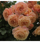 KORDES ROSEN Kletterrose, Rosa »Peach Melba®«, Blütenfarbe: apricot-Thumbnail