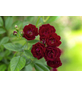  Kletterrose , Rosa »Perennial Domino®«, Blüte: rot-Thumbnail