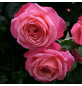 KORDES ROSEN Kletterrose Rosa »Rosanna®«-Thumbnail