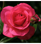 KORDES ROSEN Kletterrose Rosa »Rosanna®«-Thumbnail
