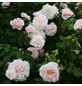KORDES ROSEN Kletterrose Rosa »Rose de Tolbiac®«-Thumbnail