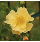 KORDES ROSEN Kletterrose, Rosa »‘Sunny‘ Siluetta®«, Blütenfarbe: goldgelb-Thumbnail