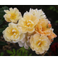 KORDES ROSEN Kletterrose, Rosa »‘Sunny‘ Siluetta®«, Blütenfarbe: goldgelb-Thumbnail