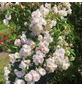 KORDES ROSEN Kletterrose, Rosa »‘Sweet‘ Siluetta®«, Blütenfarbe: weiß/rosa-Thumbnail