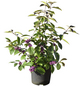  Liebesperlenstrauch, Callicarpa bodinieri »Magical Lilac®«, Blätter: grün, Blüten: lila-Thumbnail
