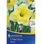  Narcissus-Thumbnail