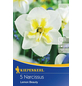  Narcissus »Lemon Beauty«, 5 Stück-Thumbnail