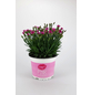  Nelke, Dianthus caryophyllus »Pink Kisses«, Blüte: zweifarbig, einfach-Thumbnail