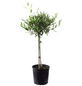 Olivenbaum Europaea Olea-Thumbnail
