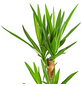 Gartenkrone Palmlilie, Yucca elephantipes, im Kunststoff-Kulturtopf-Thumbnail