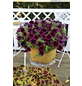  Petunie, Petunia Hybriden »Sweetunia«, Blüte: mehrfarbig, einfach-Thumbnail