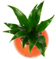  Pflanzen in Keramik, BxHxT: 12 x 12 x 22 cm, orange-Thumbnail