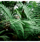 FLORAGARD Pflanzerde »Aktiv«, für Grünpflanzen, Palmen-Thumbnail