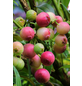  Pinke Heidelbeere, Vaccinium corymbosum »Pink Lemonade®«, Frucht: pink, zum Verzehr geeignet-Thumbnail