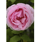  Ramblerrose, Rosa hybrida »Jasmina ®«, Blütenfarbe: violett-rosa-Thumbnail