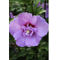  Roseneibisch, Hibiscus syriacus »Lavender Chiffon«, Blätter: grün, Blüten: lila-Thumbnail