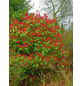  Rote Glanzmispel, Photinia fraseri »Red Robin «, Blätter: grün/rot, Blüten: weiß-Thumbnail