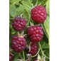  Rote Herbst-Himbeere, Rubus idaeus »Boheme«, Frucht: rot, zum Verzehr geeignet-Thumbnail