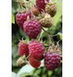  Rote Himbeere, Rubus idaeus »Willamette«, Frucht: rot, zum Verzehr geeignet-Thumbnail