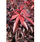  Roter Fächer-Ahorn, Acer palmatum »Skeeters Broom«, Blätter: dunkelrot-Thumbnail