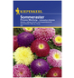 KIEPENKERL Sommeraster, Callistephus chinensis, Samen, Blüte: mehrfarbig-Thumbnail