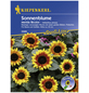 KIEPENKERL Sonnenblume, Helianthus annuus, Samen, Blüte: weiß-Thumbnail