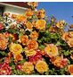 ROSEN TANTAU Strauchrose, Rosa x hybride »Sahara«, Blüte: zweifarbig, gefüllt-Thumbnail
