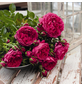 ROSEN TANTAU Strauchrose, Rosa x hybride »Soul®«, Blüte: violett, gefüllt-Thumbnail