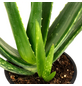  Sukkulente Echte Aloe, Aloe vera, mehrfarbig, Blüten: gelb-Thumbnail