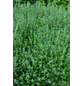 KIEPENKERL Thymian Kugel, Thymus vulgaris »Fredo«, aktuelle Pflanzenhöhe ca.: 15 cm, im Topf-Thumbnail