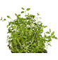 Gartenkrone Thymian, Thymus vulgaris, aktuelle Pflanzenhöhe ca.: 15 cm, im Topf-Thumbnail