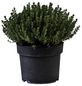 Gartenkrone Thymian, Thymus vulgaris, aktuelle Pflanzenhöhe ca.: 40 cm, im Topf-Thumbnail