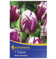 KIEPENKERL Tulpen x Hybrida Tulipa-Thumbnail