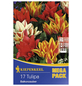 KIEPENKERL Tulpen x Hybrida Tulipa-Thumbnail