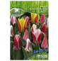 PEGASUS Tulpen x Hybrida Tulipa-Thumbnail
