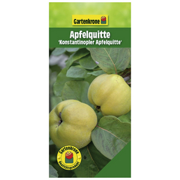 Gartenkrone Apfelquitte, Cydonia, Früchte: süß-säuerlich