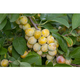 Gartenkrone Aprikose, Prunus armeniaca »Nancy«, Früchte: süß