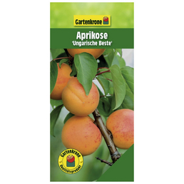 Gartenkrone Aprikose, Prunus armeniaca »Ungarische Beste«, Früchte: süß