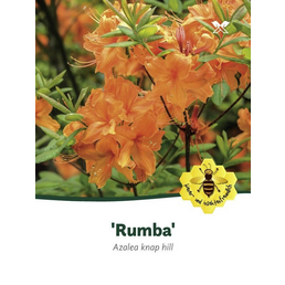  Azalee, Azalea luteum »Rumba«, orange, Höhe: 40 - 50 cm