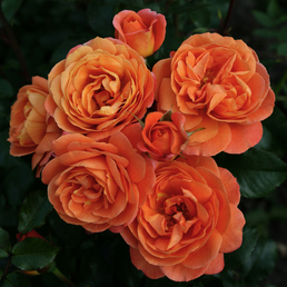 KORDES ROSEN Beetrose, Rosa »Phoenix®«, Blüte: orange, gefüllt