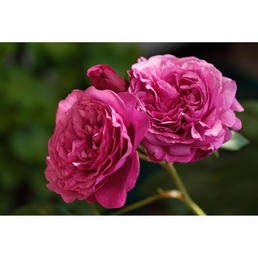 ROSEN TANTAU Beetrose, Rosa x hybrida »Kaffe Fassett«, Blüte: violett, gefüllt