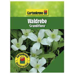 Gartenkrone Bergwaldrebe, Clematis montana »Grandiflora«, weiß, winterhart