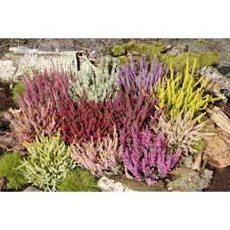 Garden Girls Besenheide, Calluna vulgaris , max. Wuchshöhe: 30 cm, Blüte: mehrfarbig