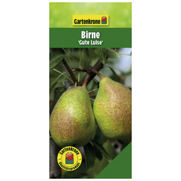 Gartenkrone Birne, Pyrus communis »Gute Luise«, Früchte: süß