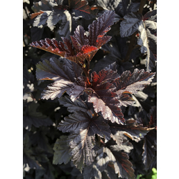  Blasenspiere, Physocarpus opulifolius »Midnight«, Blätter: dunkelrot, Blüten: weiß