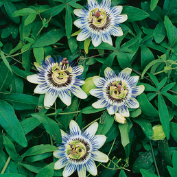 Gartenkrone Blaue Passionsblume, Passiflora caerulea, Blüte: blau
